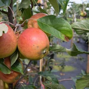 Malus domestica 'Cox's Orange Pippin' (D) 150-175 cm